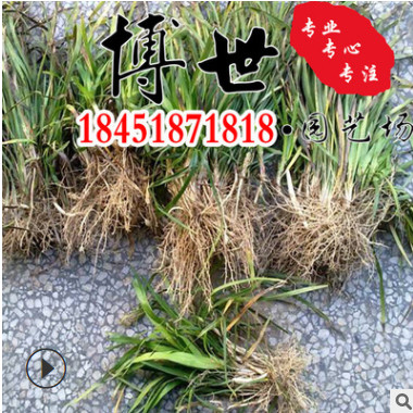 低價批發矮麥冬草 麥冬草 日本矮麥冬 玉龍草 耐踐踏 量大從優