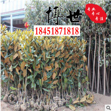 低價批發廣玉蘭樹 白玉蘭 紫玉蘭 直銷各品種耐寒玉蘭 易成活