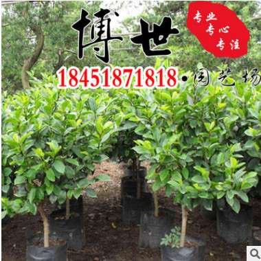 基地專供含笑苗 含笑小苗 綠化用苗 易成活 規格齊全 量大從優