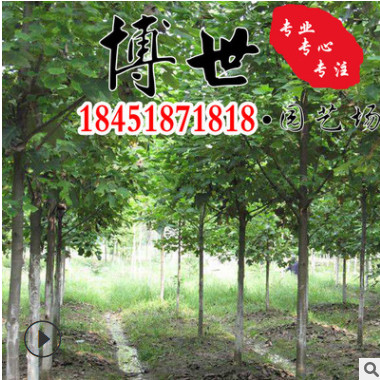 低價批發 鵝掌楸 馬褂木 馬褂木10-20公分 規格齊全 量大從優