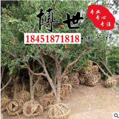 批發石榴樹 石榴苗 拒絕中間商 果樹品種 規格齊全 量大從優