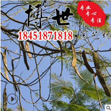 基地直供皂角樹 皂角苗 規格齊全 綠化工程苗木 量大從優