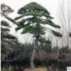 綠化苗木基地供應(yīng)多種規(guī)格黑松 提供種植經(jīng)驗 現(xiàn)場看貨造型黑松