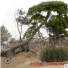 山東景松本地貨源景松樹 招手松 造型多樣 景松價格 造型松