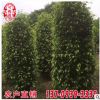 垂葉榕柱移植苗 垂葉榕柱容器苗 廠家批發 承接市政綠化工程