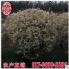 花葉女貞球高度1.2米 造型花葉女貞球 農戶直供 福建基地