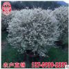 花葉女貞球大袋苗 花葉女貞球移植苗 別墅小區景觀樹苗 供應