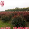 紅葉石楠球價格 現貨供應 福建產地紅葉石楠球 質優價廉 歡迎咨詢