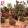紅花繼木球批發 造型紅花繼木球價格 量大從優 紅花繼木基地