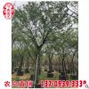 從生樸樹移植苗 福建苗木基地 樸樹苗 承接市政綠化工程訂單