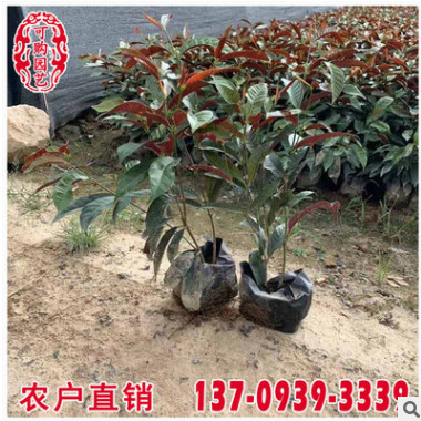 紅背桂袋苗 紅背桂移植苗 紅背桂容器苗 大量現貨批發