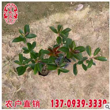 批發紅葉石楠袋苗 紅葉石楠小苗 公園綠化地被 量大從優