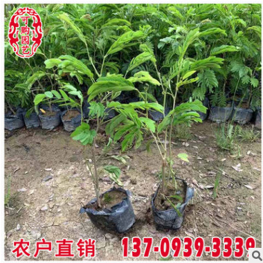 紅絨球小苗 紅絨球袋苗 紅絨球杯苗 各種規格供應 福建基地直供