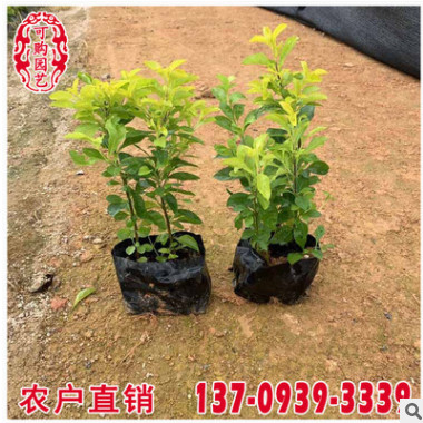 黃金葉袋苗 黃金葉移植苗 承接市政綠化工程訂單