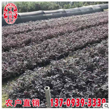 漳州紅花繼木基地 紅花繼木袋苗批發價格 紅花繼木移植苗