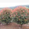 批發(fā)紅葉石楠球基地 南京紅葉石楠球報價 紅葉石楠球價格
