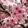 江蘇櫻花基地價格 山東櫻花基地價格