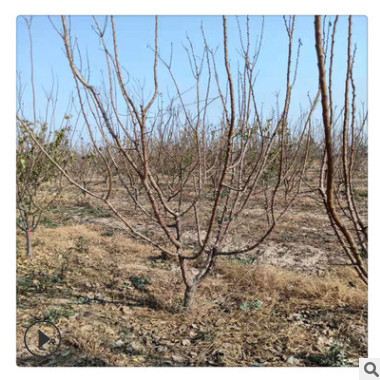 工程用杏樹出售 5公分杏樹價格 6公分杏樹培育 8公分杏樹綠化