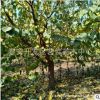 杏樹基地6公分杏樹價格 7公分杏樹銷售 八公分杏樹介紹