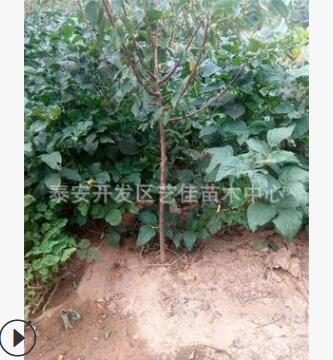 山東杏樹基地 5公分 6公分 杏樹價格 杏樹綠化效果