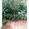 山東杏樹基地 5公分 6公分 杏樹價格 杏樹綠化效果