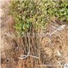 泰安刺槐苗 0.5公分 0.8公分 1公分刺槐苗銷售價格 刺槐苗基地