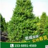 基地直銷 湖南竹柏 竹柏樹苗規格齊全歡迎實地考察喬木園林植物