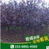 苗圃基地直銷紫葉李紅葉季樹苗規格齊全歡迎實地考察喬木園林植物