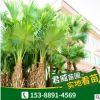 湖南基地供應 蒲葵 規格齊全歡迎實地考察棕櫚類園林植物