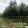 大量供應10至12公分的湖南精品香樟，全冠香樟，樹形優美量大價優