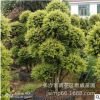 湖南君威苗圃供應8至15公分的造型小葉赤楠價格魚鱗木量大價優