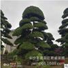 湖南基地直供50至80公分的日本進口羅漢松日本羅漢松價格樹形優美