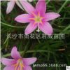 苗圃直供湖南蔥蘭,紅花蔥蘭,蔥蘭花價格,量大價優.