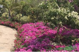 中國三角梅花王激情綻放花博園