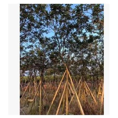 廣東黃花風鈴木 胸徑10公分骨架黃花風鈴木 網紅花黃花風鈴木