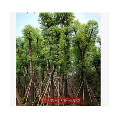 香樟樹苗 胸徑20cm 樟樹廣東綠化苗木基地直銷 園林景觀工程供應