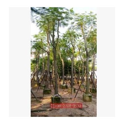 廣東鳳凰樹米徑15公分 小骨架鳳凰木樹袋苗 廣東綠化樹苗 紅花楹
