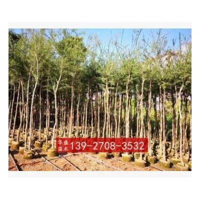 串錢柳 垂枝紅千層 瓶刷子樹 多花紅千層 紅瓶刷 金寶樹 刷毛楨