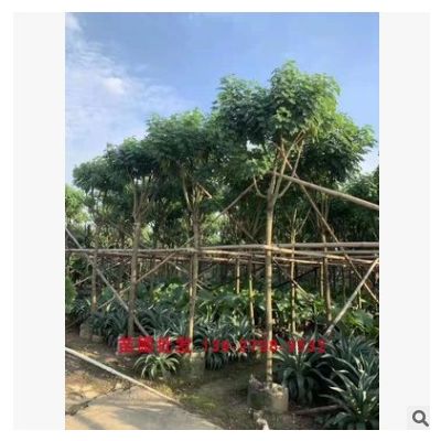 黃槐決明樹 黃花槐 小喬木