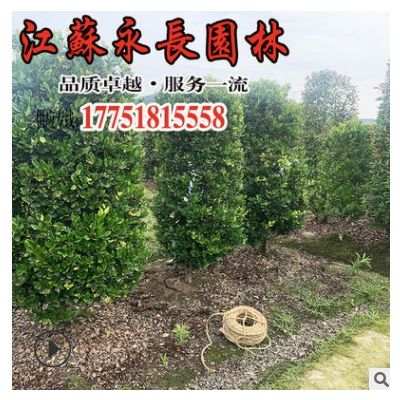基地直供灌木金森女貞柱 綠化美觀金森女貞柱 庭院綠化金森女貞柱