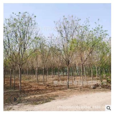 國槐景觀大道風景樹金葉復葉槭叢生金葉復葉槭美化環境槐樹