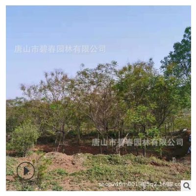 批發大規格工程苗 庭院植物 綠化樹木欒樹樹苗觀賞樹苗