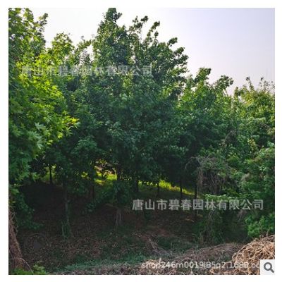 供應園林綠化苗木行道樹山峰小苗大苗規格齊全觀賞樹苗