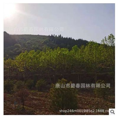 白蠟 白蠟樹苗 白蠟樹小苗存活好 唐山本地發貨 觀賞苗木