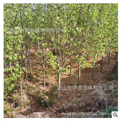 法桐樹苗基地供應 道路風景樹庭蔭樹觀葉植物園林綠化工程苗木