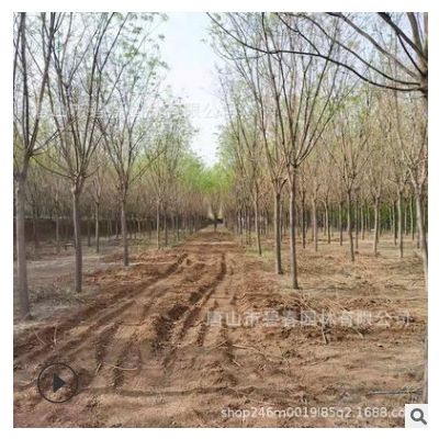 黃金槐小樹苗批發 金枝國槐基地價格 當年有產量現貨批發