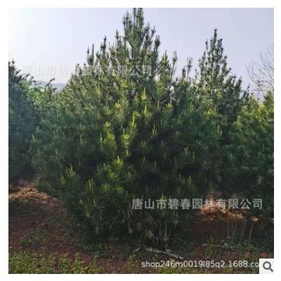 基地供應白皮松樹苗風景樹 好管理行道綠化2米-3米白皮松基地