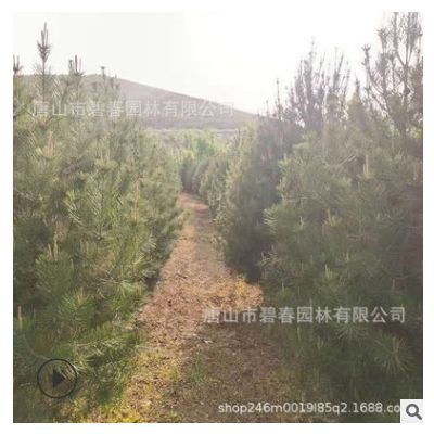 基地供應白皮松樹苗風景樹 好管理行道綠化2米-3米白皮松基地