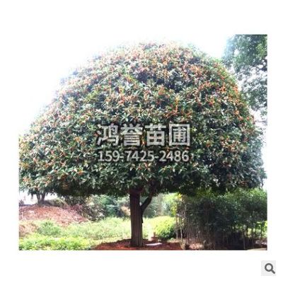 供應 紅桂花批發 花色優美氣味香濃 園林綠化苗木批發