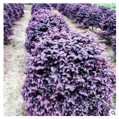 【紅花繼木球】基地批發 工程綠化苗木 紅花繼木小苗 庭院景觀